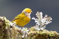 Tangara goliplateada (calliste safran) Chirripo - Costa Rica