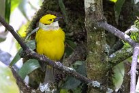 Tangara goliplateada (calliste safran) Chirripo - Costa Rica