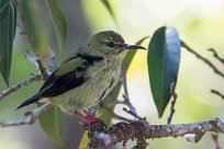 Mielerito patirrojo (Guit-guit saï) Chirripo - Costa Rica