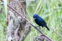 Semillero volatinero (Jacarini noir) Golfo Dulce - Costa Rica