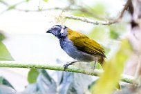 Pepitero cabecinegro (Saltator à tête noire) Turrialba - Costa Rica