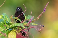 Tangara negra (Tangara à galons blancs) Turrialba - Costa Rica