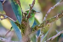 Mielerito verde (Tangara émeraude) Chirripo - Costa Rica