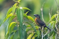 Tangara terciopelo (Tangara du Costa Rica) Tarcoles - Costa Rica