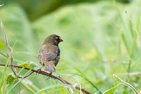 Semillero tomeguín (Sporophile grand-chanteur) Turrialba - Costa Rica