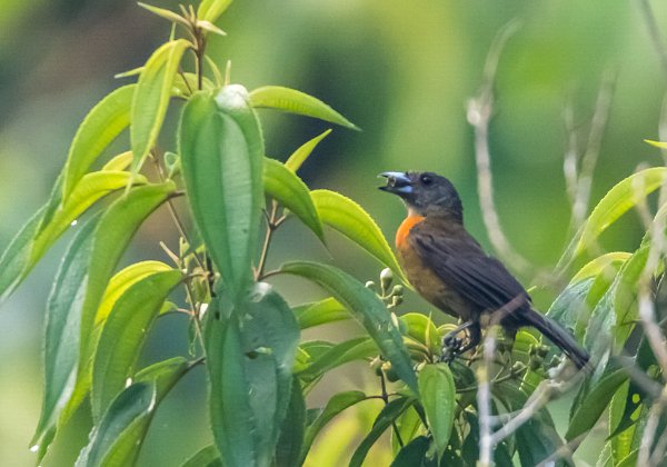 Tangara du Costa Rica