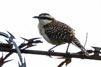 Cucarachero dorsicastaño (Troglodyte à dos roux) Managua - Nicaragua