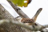 Cucarachero dorsicastaño (Troglodyte à dos roux) Tarcoles - Costa Rica