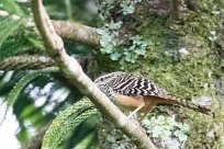 Cucarachero barrado (Troglodyte zoné) Selva Negra - Nicaragua