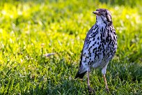 Groundscraper Thrush (Merle litsitsirupa) Otjiwarongo - Namibie