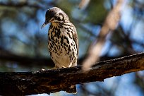 Groundscraper Thrush (Merle litsitsirupa) Du côté d'Omaruru