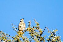 Groundscraper thrush (Merle litsitsirupa) Waterberg - Namibie