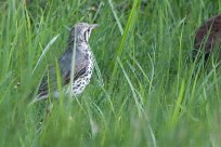 Groundscraper thrush (Merle litsitsirupa) Waterberg