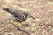 Groundscraper thrush (Merle litsitsirupa) Groundscraper thrush (Merle litsitsirupa)