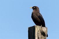 Mirlo guatemalteco (Merle enfumé) Turrialba - Costa Rica