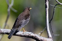 Mirlo guatemalteco (Merle enfumé) Turrialba - Costa Rica