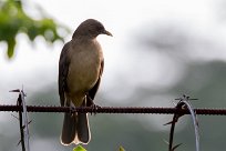 Zorzal pardo (Merle fauve) Managua - Nicaragua