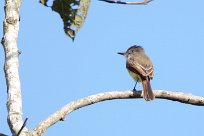 Copetón viajero (Tyran huppé) Turrialba - Costa Rica