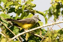 Tirano melancólico (Tyran mélancolique) Turrialba - Costa Rica