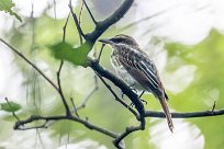 Bienteveo ventriazufrado (Tyran tigré) Matapalo - Costa Rica