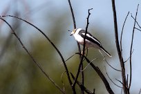 White-crested Helmet-Shrike (Bagadais casqué) Kwaï