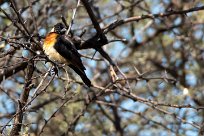 Long-tailed Paradise Whydah (Veuve de paradis) Kwaï