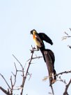 Long-tailed paradise whydah (Veuve de paradis) Etosha - Namibie