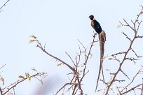 Long-tailed paradise whydah (Veuve de paradis) Etosha - Namibie