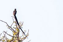 Long-tailed paradise whydah (Veuve de paradis) Etosha - Namibie