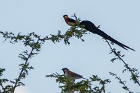 Eastern paradise Whydah (Veuve de paradis) Etosha