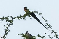 Eastern paradise Whydah (Veuve de paradis) Etosha