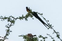 Eastern paradise Whydah (Veuve de paradis) Etosha