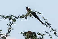 Eastern paradise Whydah (Veuve de paradis) Etosha