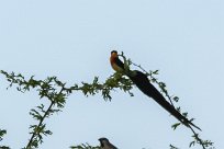 Eastern paradise Whydah (Veuve de paradis) Etosha