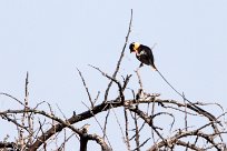 Shaft-tailed Whydah (Veuve royale) Du côté d'Omaruru