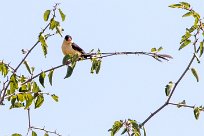 Shaft-tailed Whydah (Veuve royale) Du côté d'Omaruru