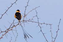 Shaft-tailed Whydah (Veuve royale) Etosha