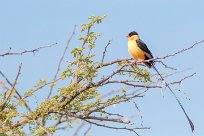 Shaft tailed whydah (Veuve royale) Etosha