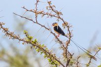 Shaft tailed whydah (Veuve royale) Etosha