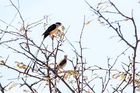 Shaft-tailed whydah (Veuve royale) Etosha - Namibie