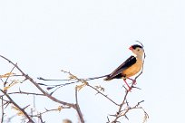 Shaft-tailed whydah (Veuve royale) Etosha - Namibie