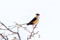 Shaft-tailed whydah (Veuve royale) Etosha - Namibie