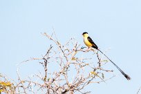 Shaft-tailed whydah (Veuve royale) Etosha - Namibie