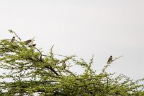 Red billed quelea - shaft tailed whydah (Veuve royale) Red billed quelea - shaft tailed whydah (Veuve royale)