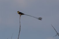 Shaft-tailed whydah (Veuve royale) Etosha