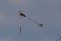 Shaft-tailed whydah (Veuve royale) Etosha