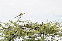 Shaft tailed whydah (Veuve royale) Shaft tailed whydah (Veuve royale)