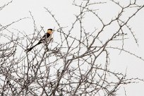 Shaft tailed whydah (Veuve royale) Shaft tailed whydah (Veuve royale)