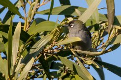 Zostérops de la Réunion La Réunion