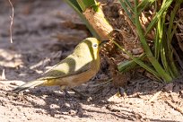 Orange River White-eye (Zostérops gris-vert) Fish River Canyon